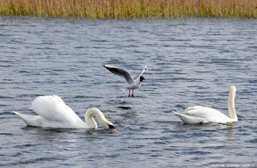 "Лебединое озеро", город Тверь