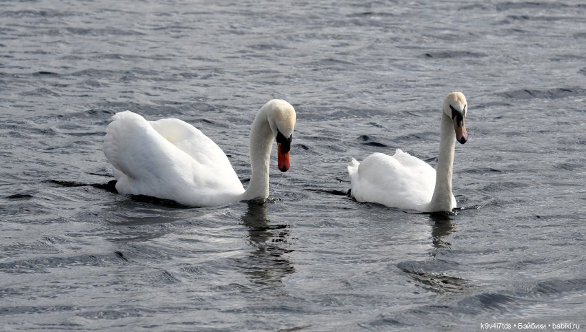 "Лебединое озеро", город Тверь