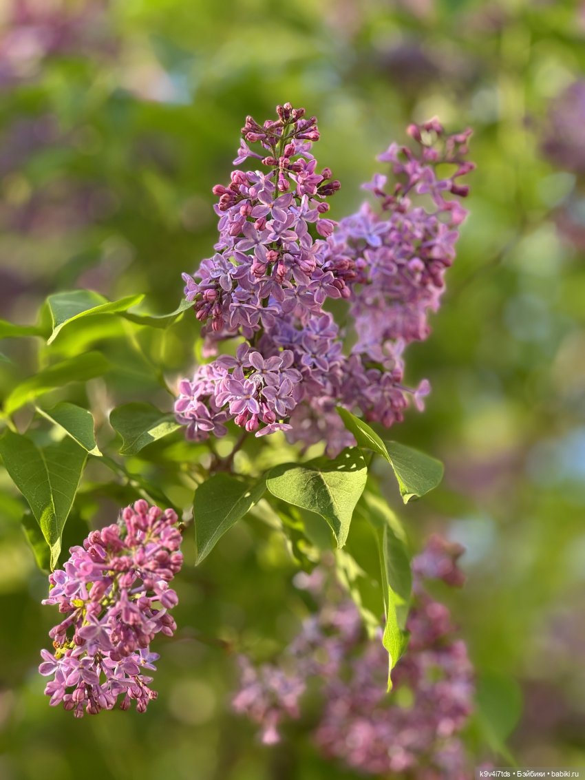 Симона на Тьме — Антикварные куклы Simon & Halbig (S&H): Симон Хальбиг (фото 2)