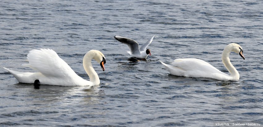 "Лебединое озеро", город Тверь