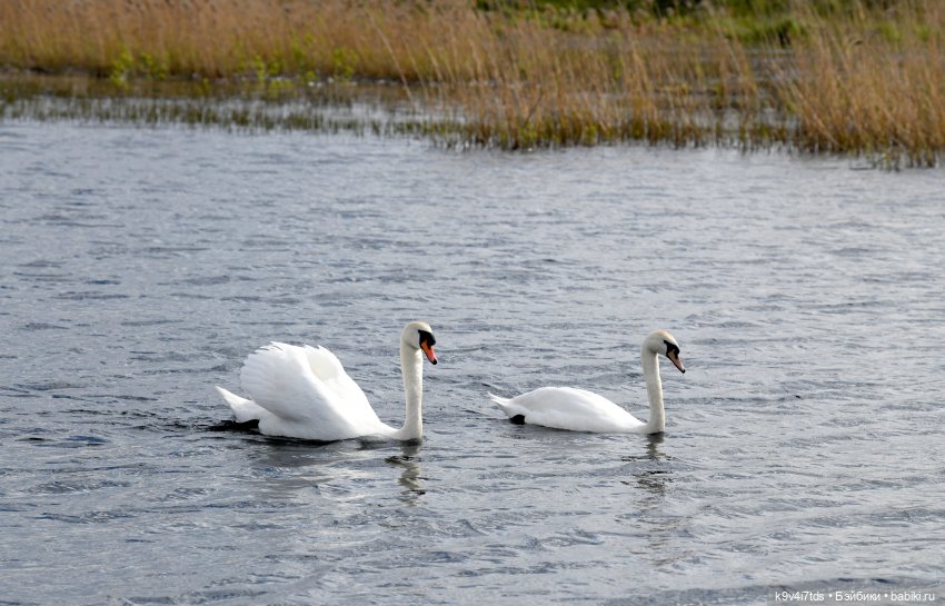 "Лебединое озеро", город Тверь