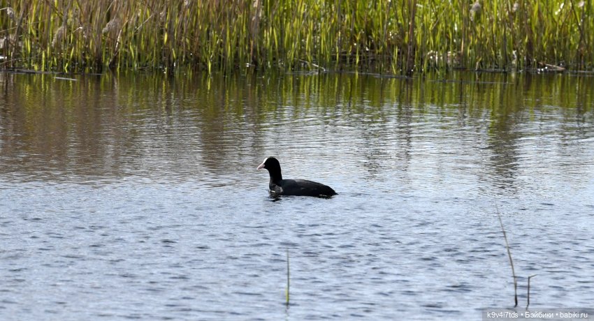 "Лебединое озеро", город Тверь (фото 7)