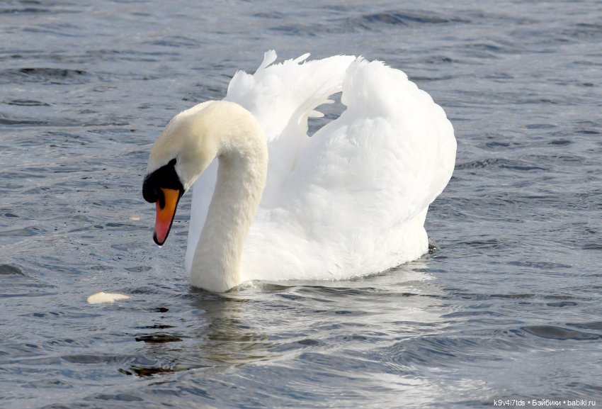 "Лебединое озеро", город Тверь