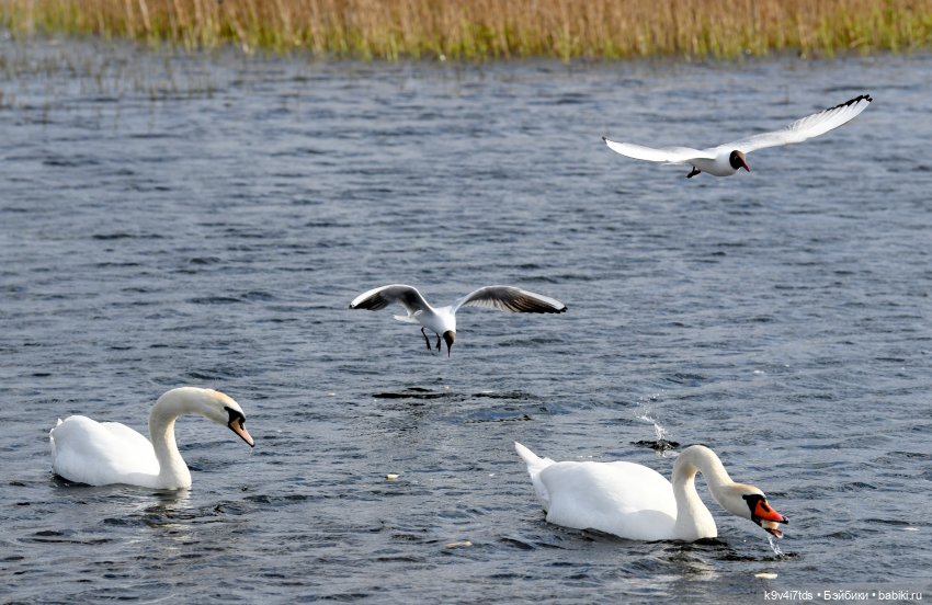 "Лебединое озеро", город Тверь