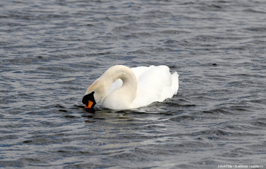 "Лебединое озеро", город Тверь (фото 2)