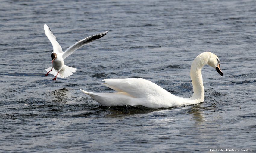 "Лебединое озеро", город Тверь