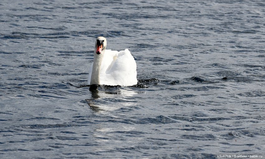 "Лебединое озеро", город Тверь