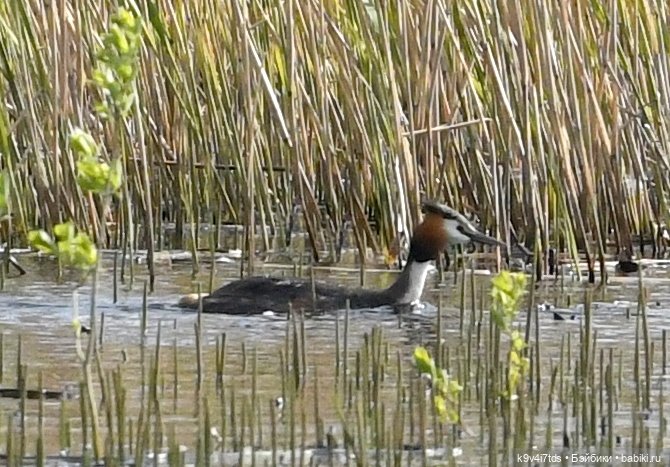 "Лебединое озеро", город Тверь