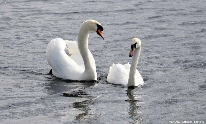 "Лебединое озеро", город Тверь