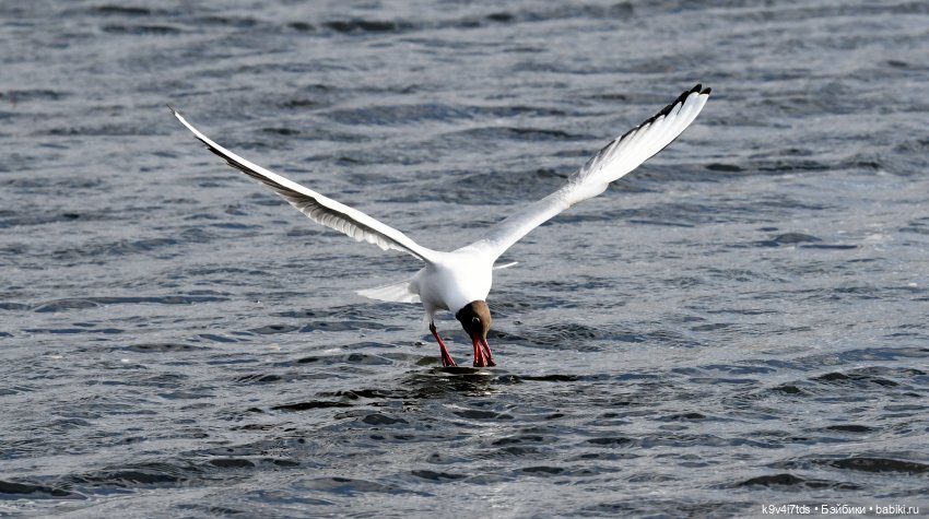 "Лебединое озеро", город Тверь