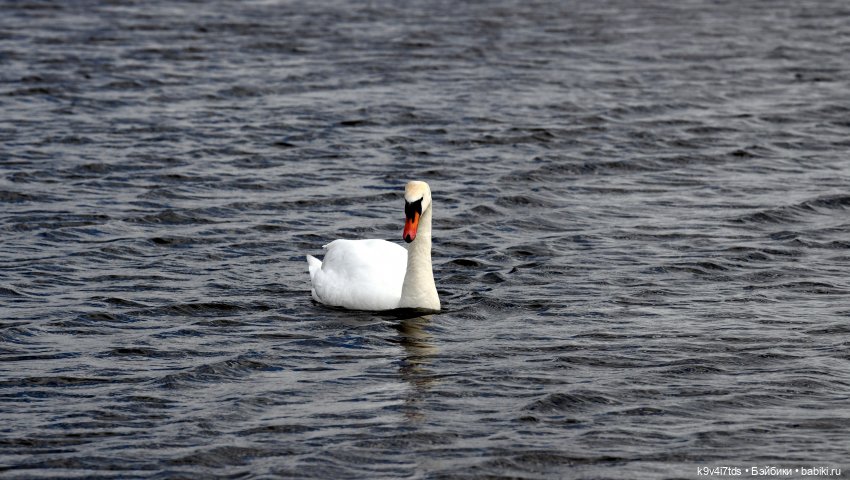 "Лебединое озеро", город Тверь