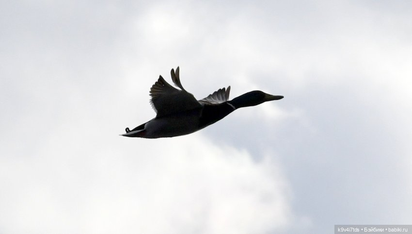 "Лебединое озеро", город Тверь (фото 10)