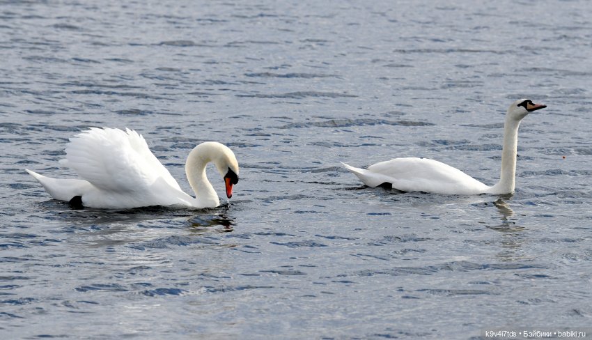 "Лебединое озеро", город Тверь