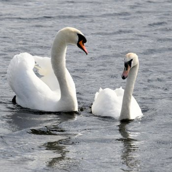 "Лебединое озеро", город Тверь