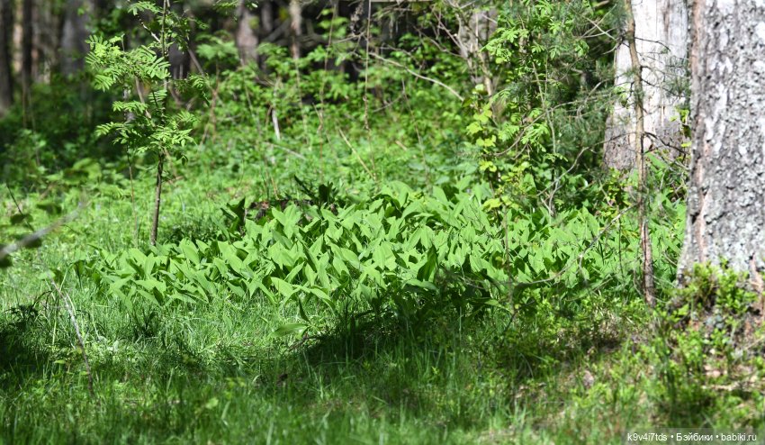 Весеннее путешествие Ульяны