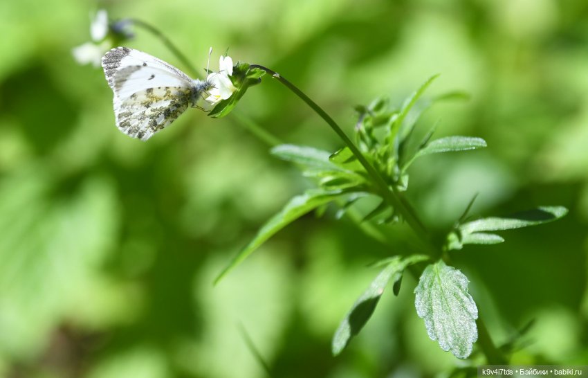 Весеннее путешествие Ульяны