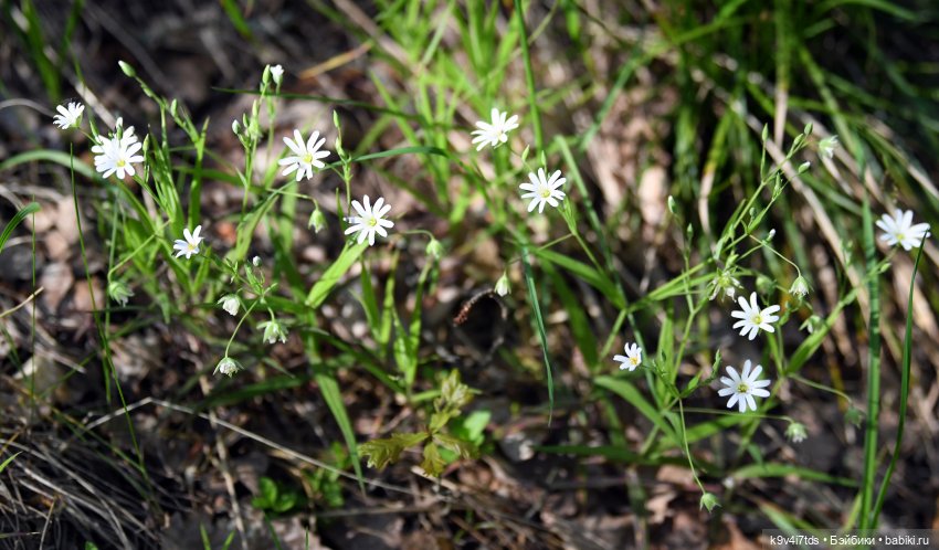 Весеннее путешествие Ульяны
