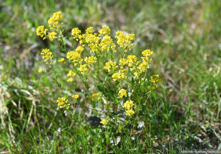 Весеннее путешествие Ульяны