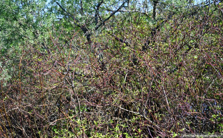 Весеннее путешествие Ульяны