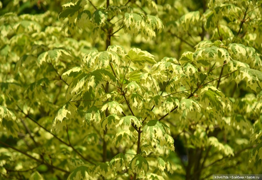 В Городском саду с Молли, город Тверь