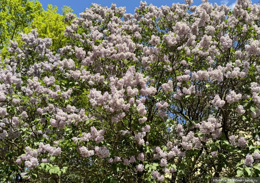 В Городском саду с Молли, город Тверь