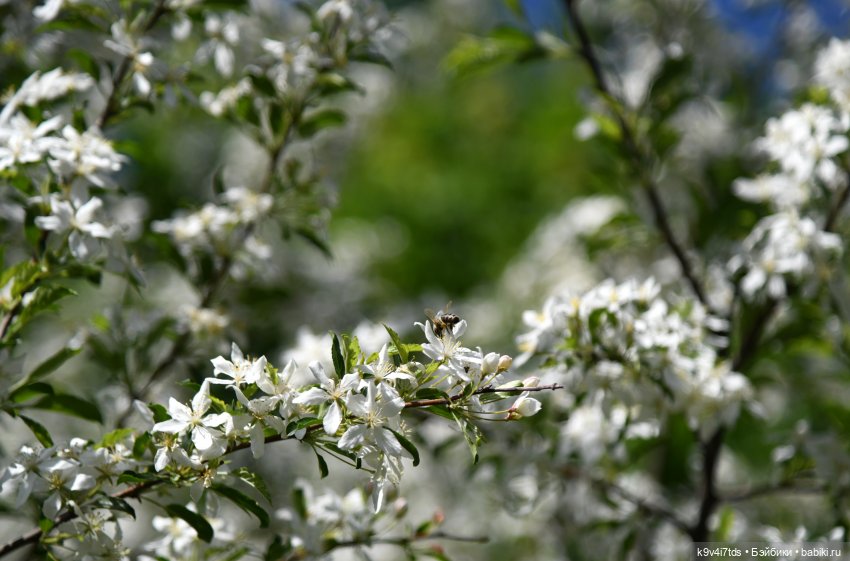 В Городском саду с Молли, город Тверь