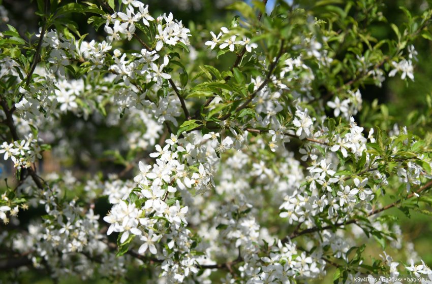 В Городском саду с Молли, город Тверь