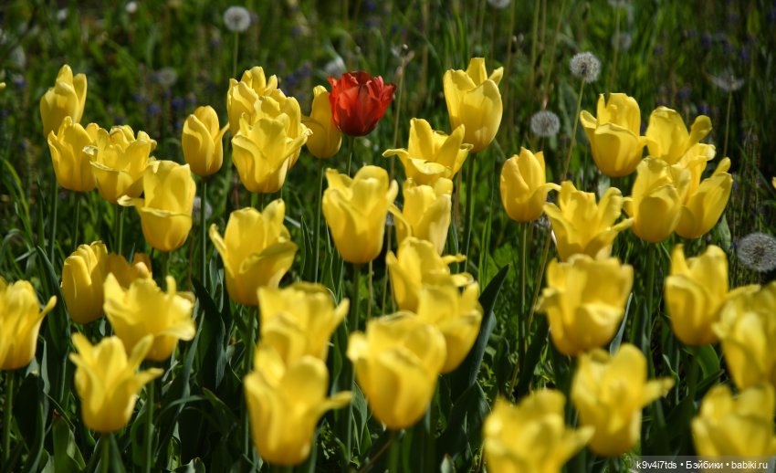 В Городском саду с Молли, город Тверь