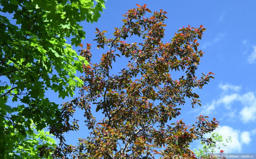 В Городском саду с Молли, город Тверь