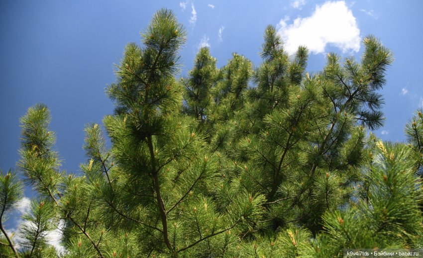 В Городском саду с Молли, город Тверь