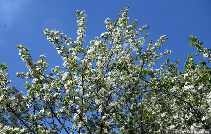 В Городском саду с Молли, город Тверь