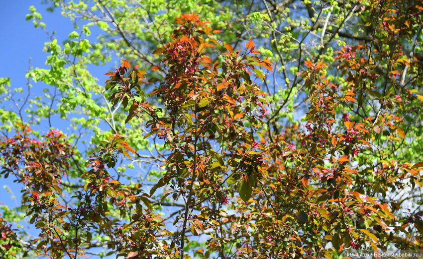 В Городском саду с Молли, город Тверь