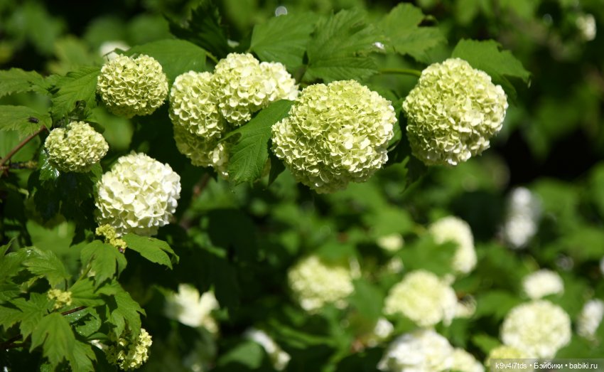 В Городском саду с Молли, город Тверь