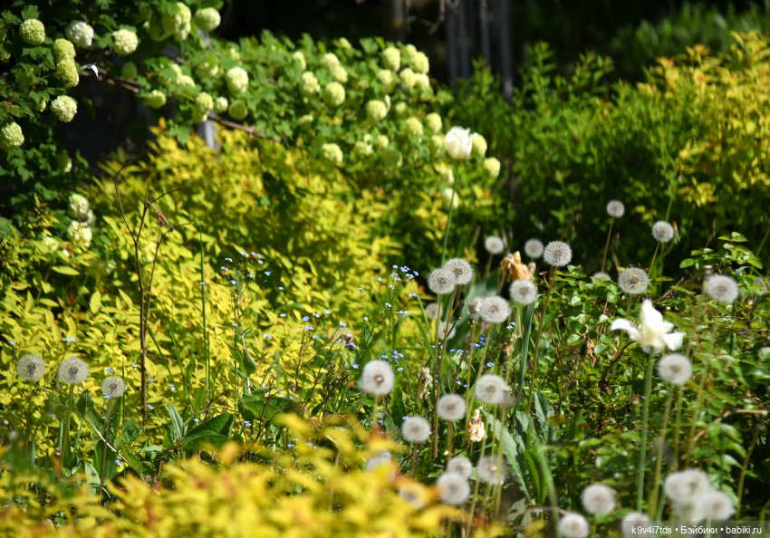В Городском саду с Молли, город Тверь