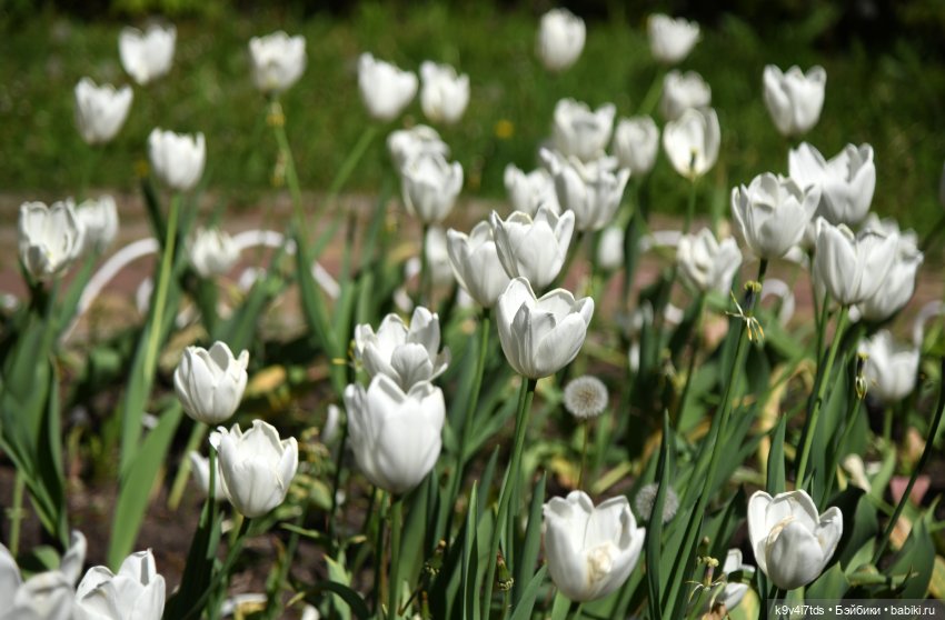 В Городском саду с Молли, город Тверь