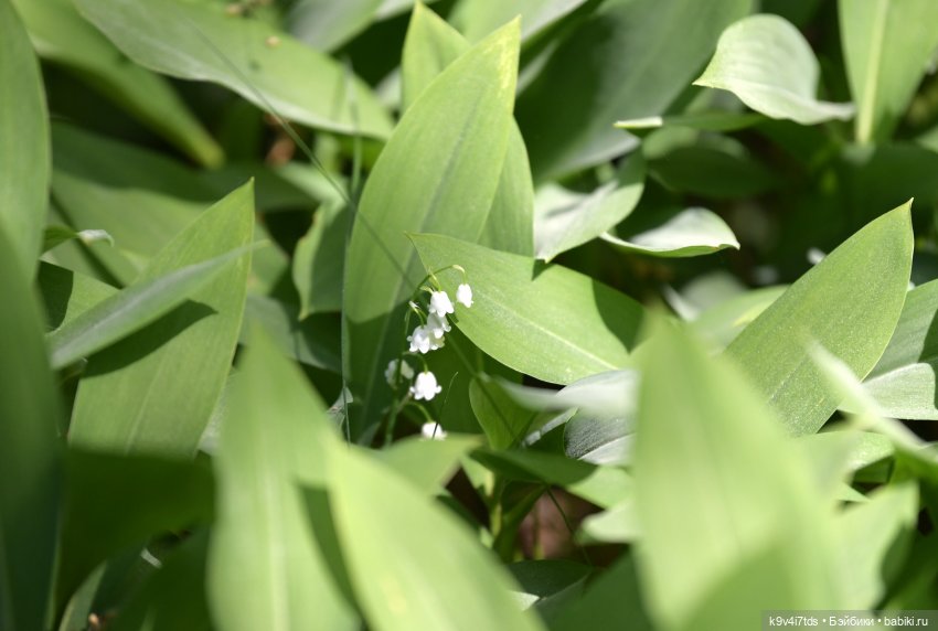 Цветочная прогулка — Антикварные куклы Simon & Halbig (S&H): Симон Хальбиг (фото 3)