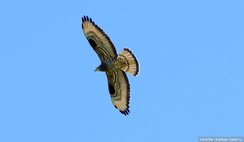 Цветочная прогулка — Антикварные куклы Simon & Halbig (S&H): Симон Хальбиг