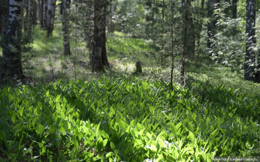 Цветочная прогулка — Антикварные куклы Simon & Halbig (S&H): Симон Хальбиг