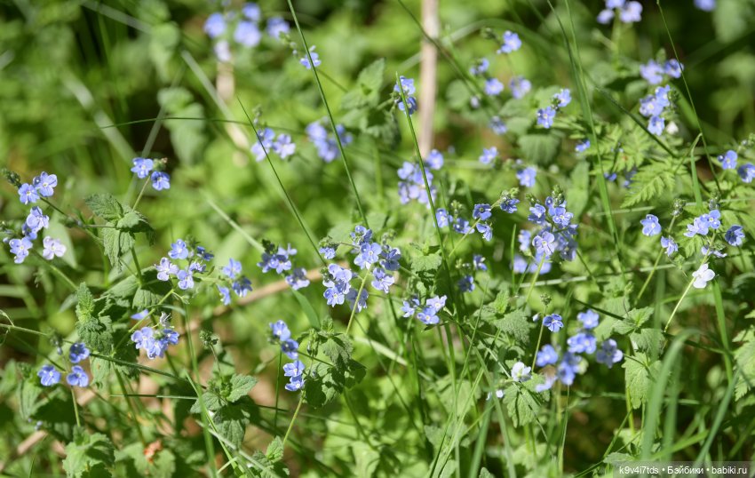 Цветочная прогулка — Антикварные куклы Simon & Halbig (S&H): Симон Хальбиг