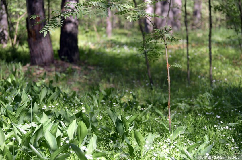 Цветочная прогулка — Антикварные куклы Simon & Halbig (S&H): Симон Хальбиг