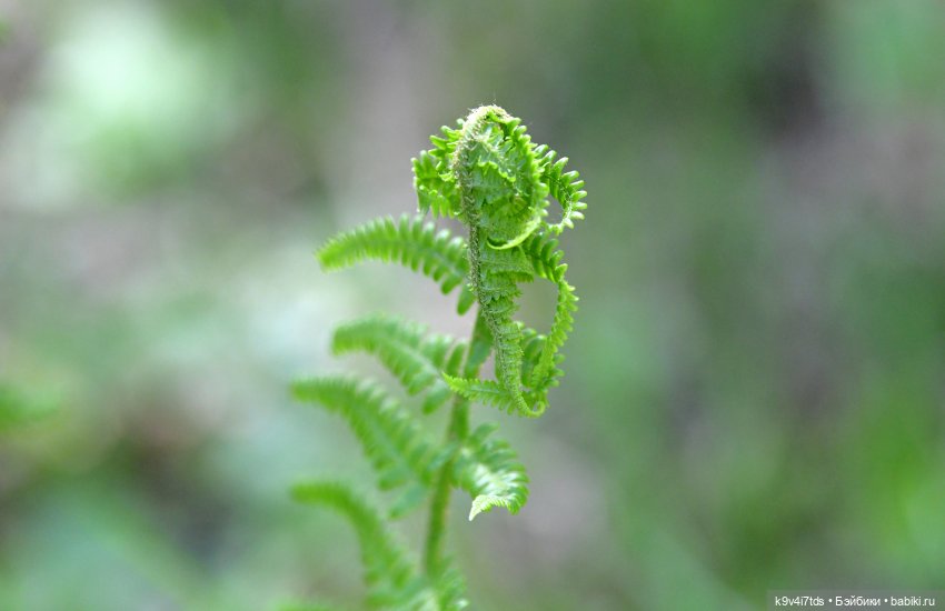 Цветочная прогулка — Антикварные куклы Simon & Halbig (S&H): Симон Хальбиг
