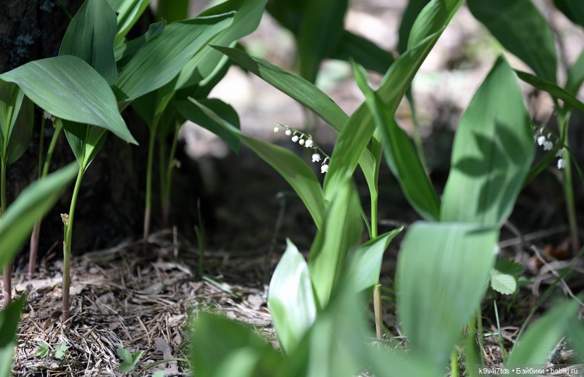 Цветочная прогулка — Антикварные куклы Simon & Halbig (S&H): Симон Хальбиг