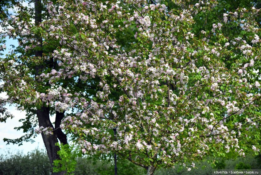 Сиреневая Сказка — Антикварные куклы Schoenau & Hoffmeister (Шенау): молд 1909 (фото 4)