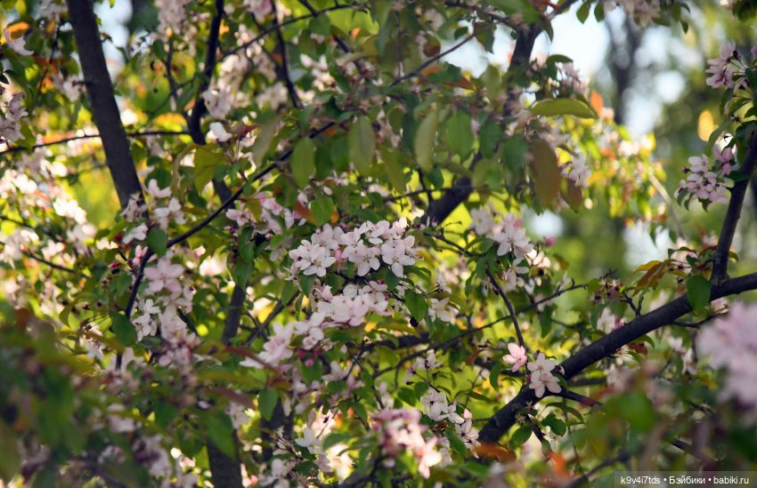 Сиреневая Сказка — Антикварные куклы Schoenau & Hoffmeister (Шенау): молд 1909 (фото 2)