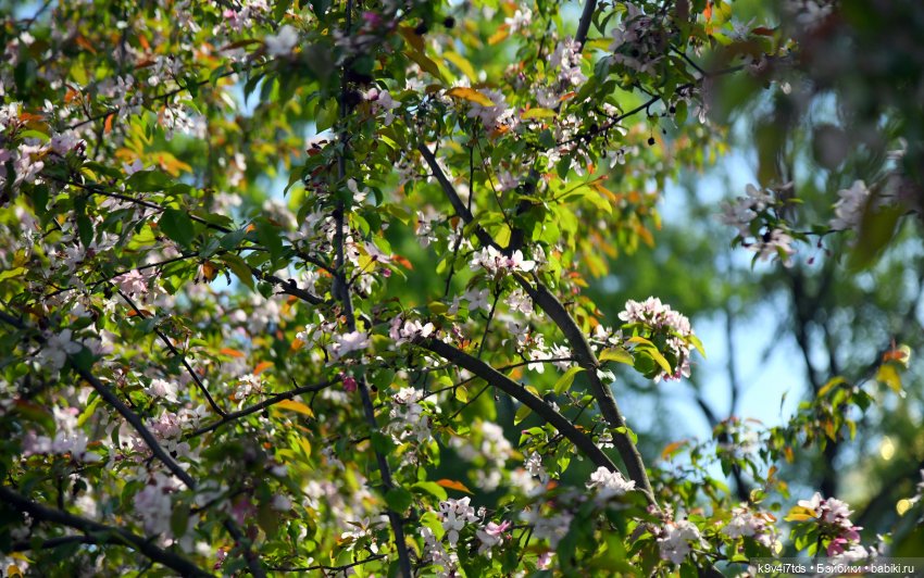 Сиреневая Сказка — Антикварные куклы Schoenau & Hoffmeister (Шенау): молд 1909 (фото 3)