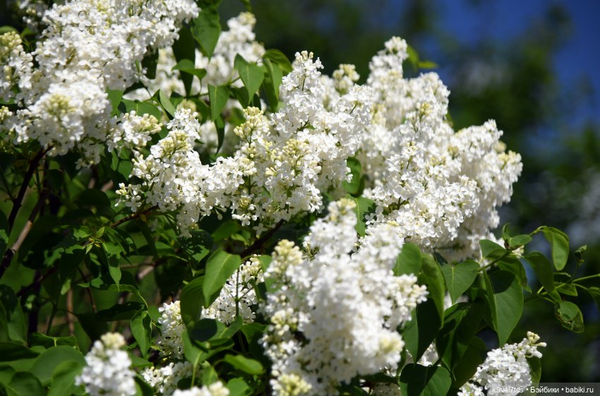 Сиреневая Сказка — Антикварные куклы Schoenau & Hoffmeister (Шенау): молд 1909