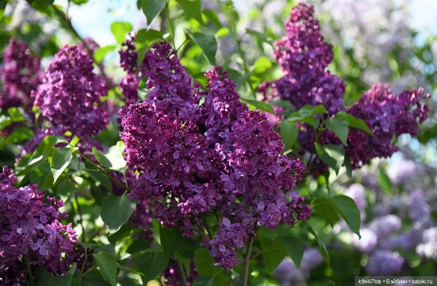 Сиреневая Сказка — Антикварные куклы Schoenau & Hoffmeister (Шенау): молд 1909