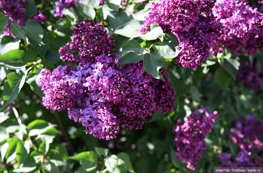 Сиреневая Сказка — Антикварные куклы Schoenau & Hoffmeister (Шенау): молд 1909