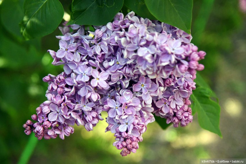 Сиреневая Сказка — Антикварные куклы Schoenau & Hoffmeister (Шенау): молд 1909