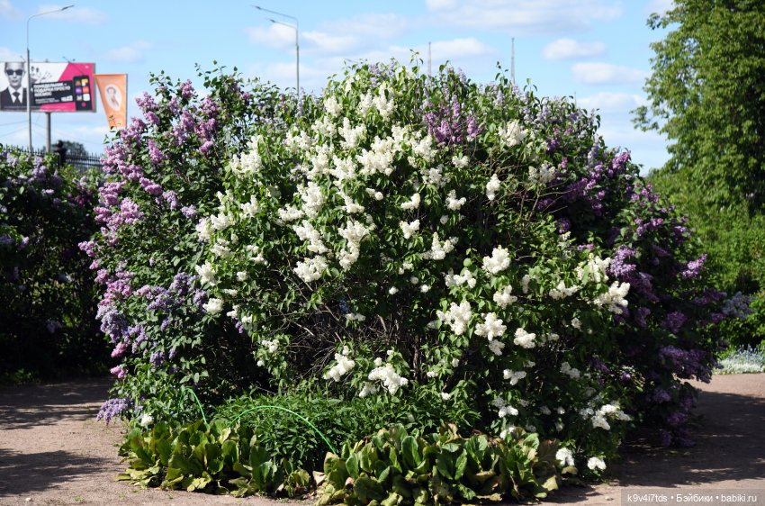 Сиреневая Сказка — Антикварные куклы Schoenau & Hoffmeister (Шенау): молд 1909